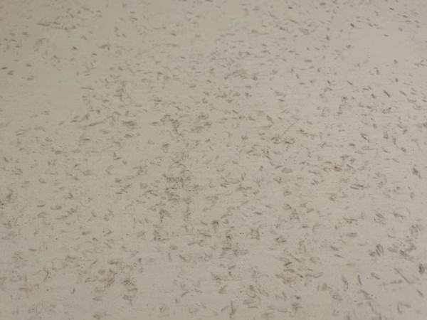 <strong>用質樸的稻殼漆材料，裝飾出藝術墻面</strong>